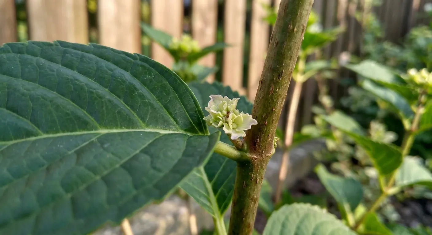 Zbliżenie na Hortensję ogrodową, ukazujące kontrast pomiędzy gładkimi liśćmi, chropowatą korą pędu i puszystymi pąkami kwiatowymi.